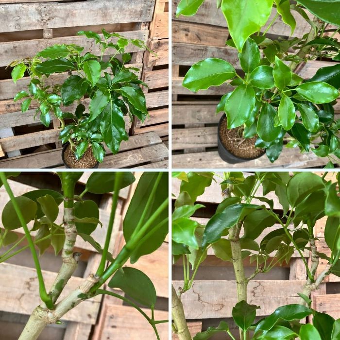 観葉植物現品販売