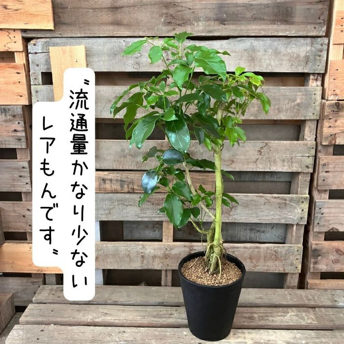 観葉植物現品販売