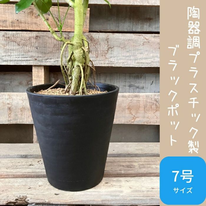 観葉植物現品販売