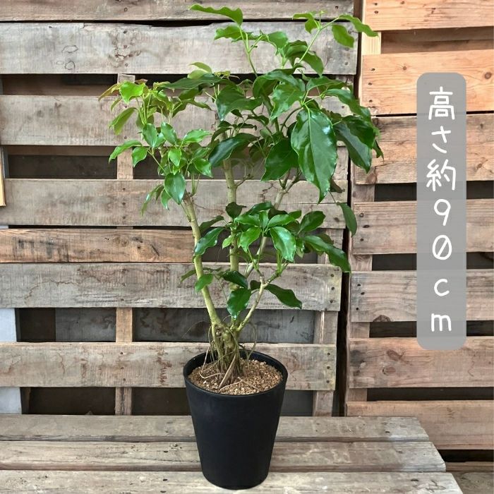 観葉植物現品販売