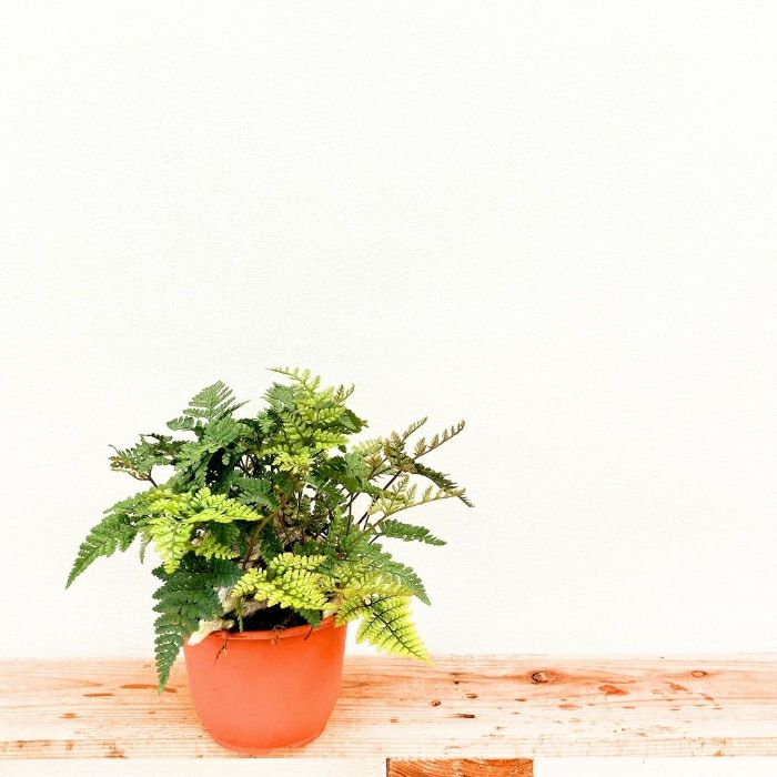 観葉植物現品販売