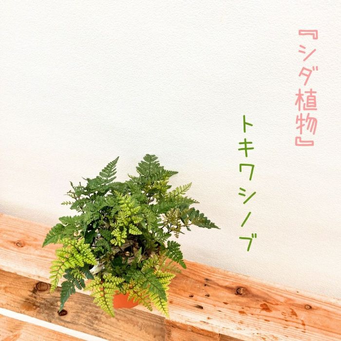 観葉植物現品販売