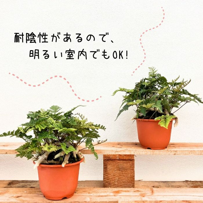 観葉植物現品販売