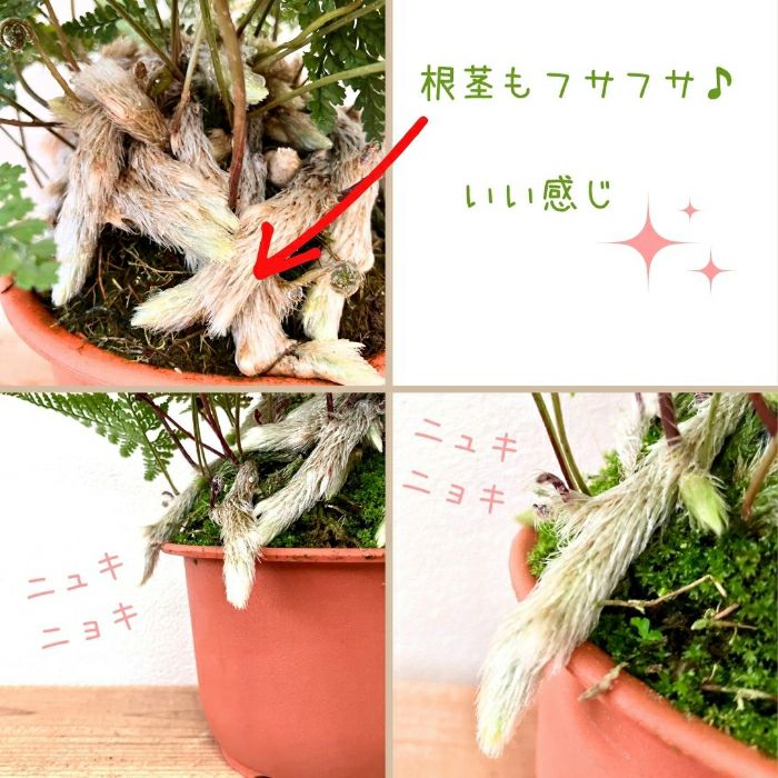 観葉植物現品販売