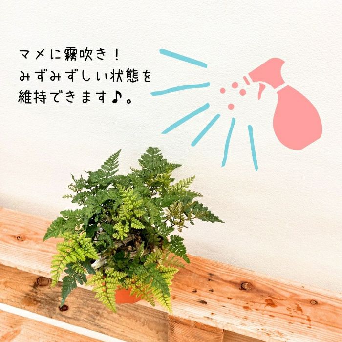 観葉植物現品販売