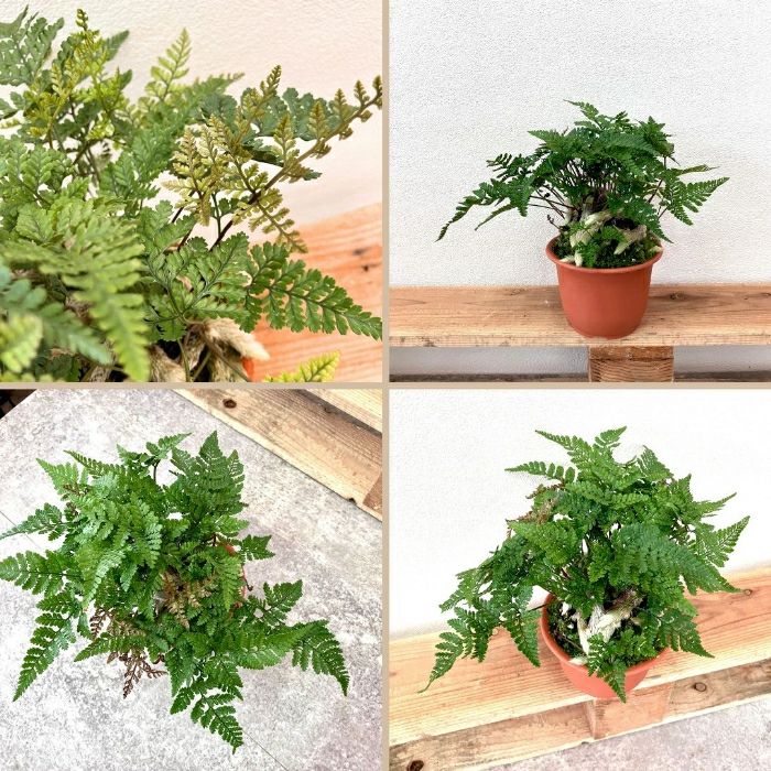 観葉植物現品販売