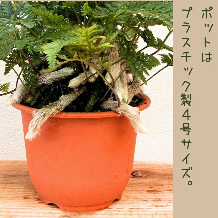 観葉植物現品販売