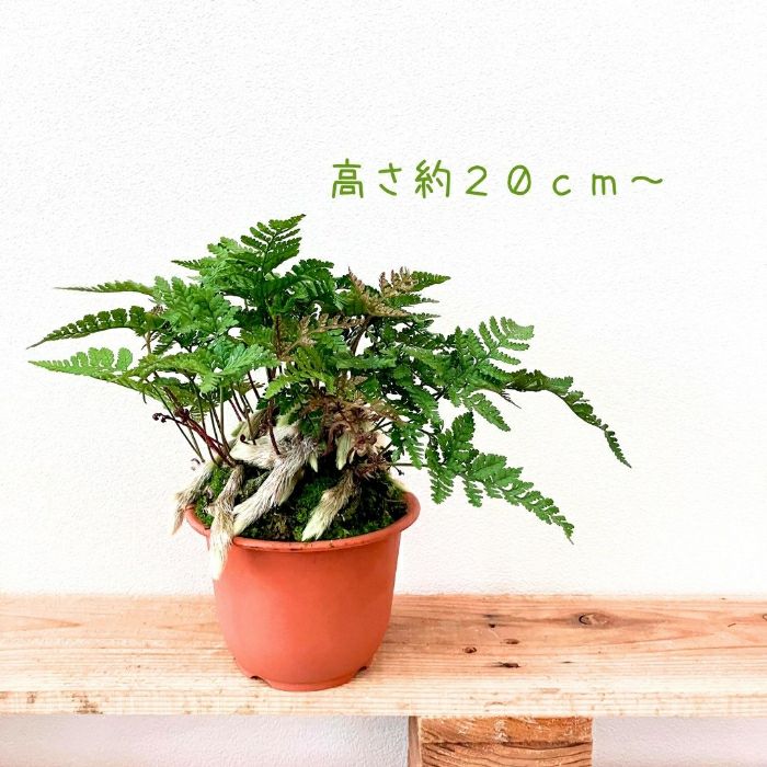 観葉植物現品販売