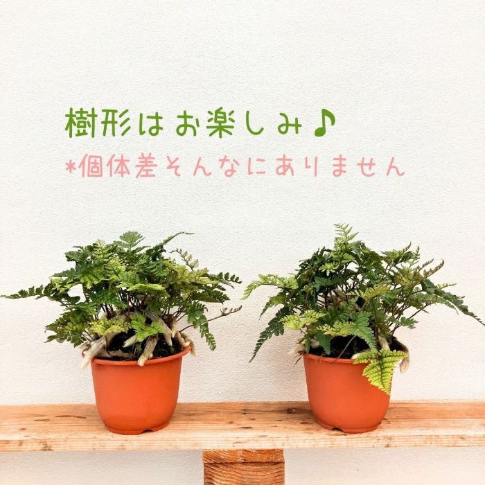 観葉植物現品販売
