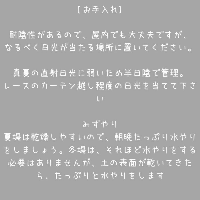 観葉植物現品販売