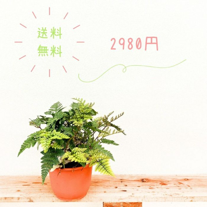 観葉植物現品販売