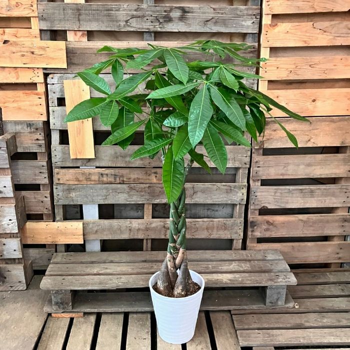 観葉植物現品販売