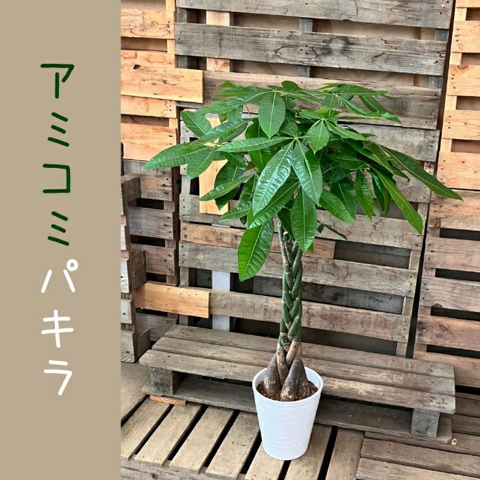 観葉植物現品販売