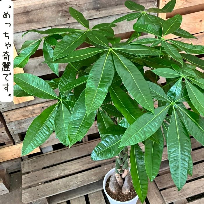 観葉植物現品販売