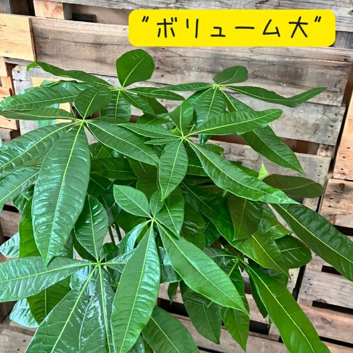 観葉植物現品販売