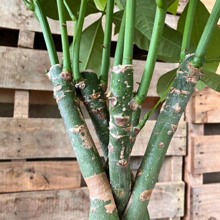 観葉植物現品販売