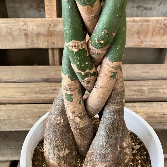 観葉植物現品販売