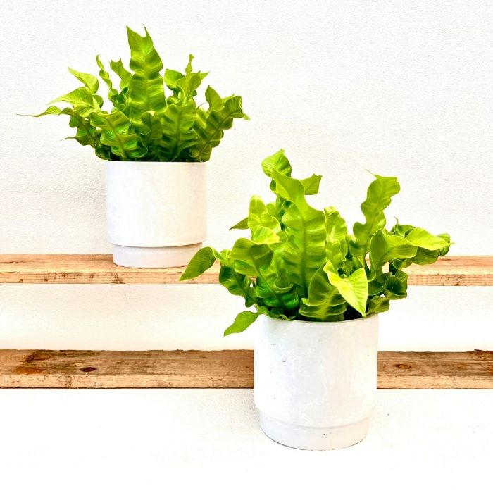 観葉植物現品販売