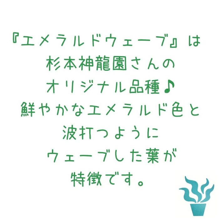 観葉植物現品販売