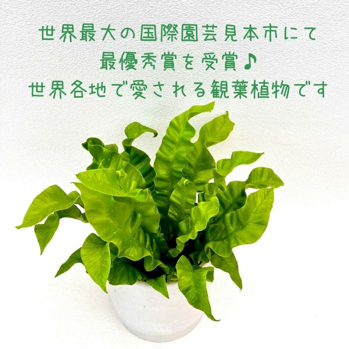 観葉植物現品販売