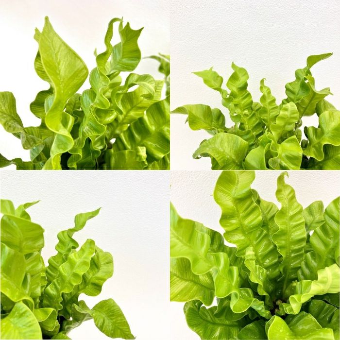 観葉植物現品販売