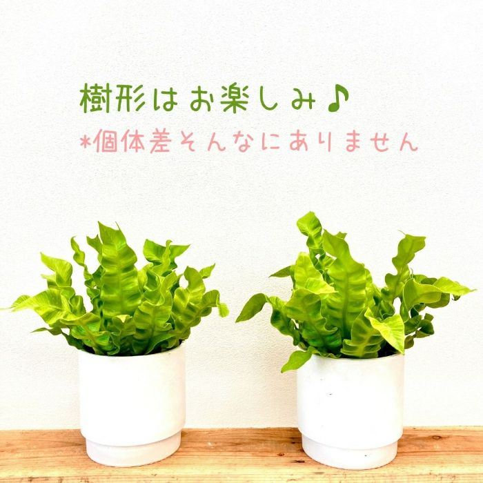 観葉植物現品販売