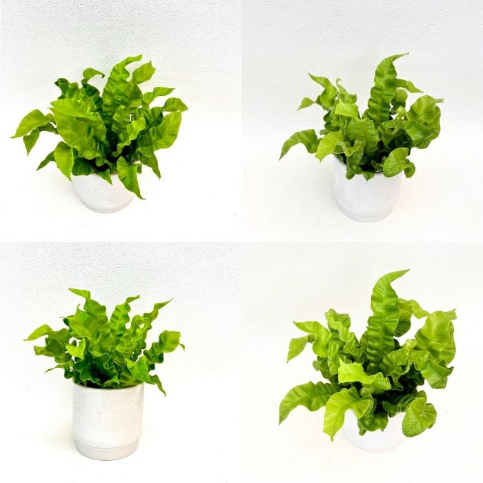 観葉植物現品販売