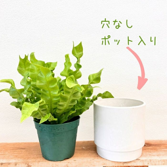 観葉植物現品販売