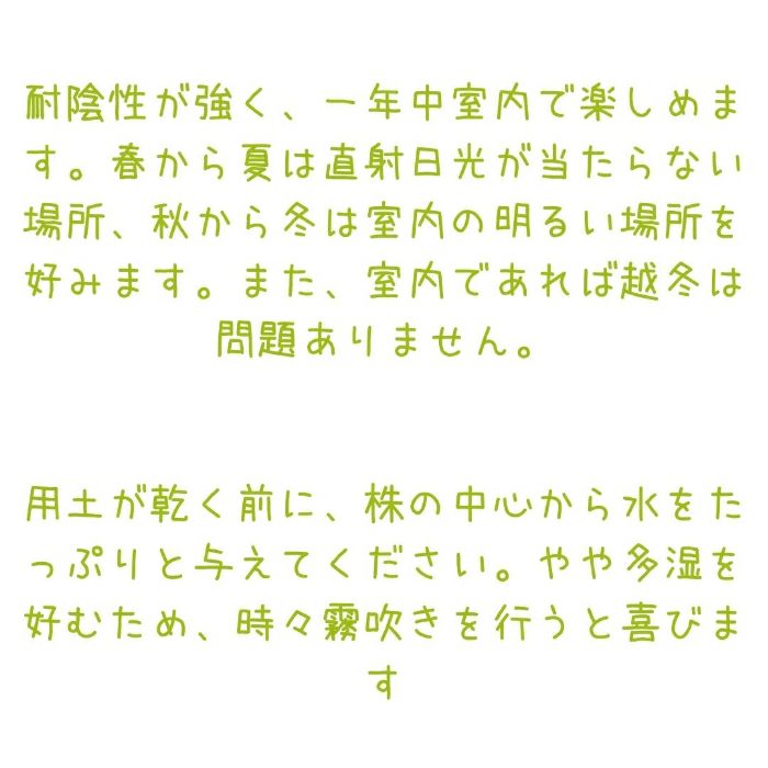 観葉植物現品販売