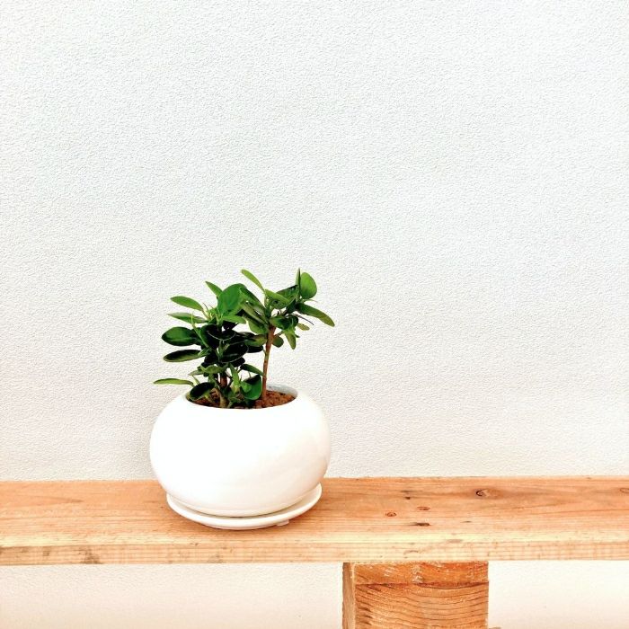 観葉植物現品販売
