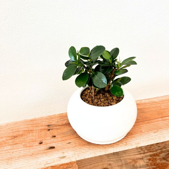 観葉植物現品販売