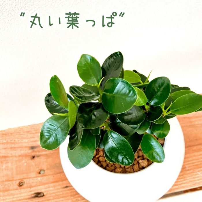 観葉植物現品販売