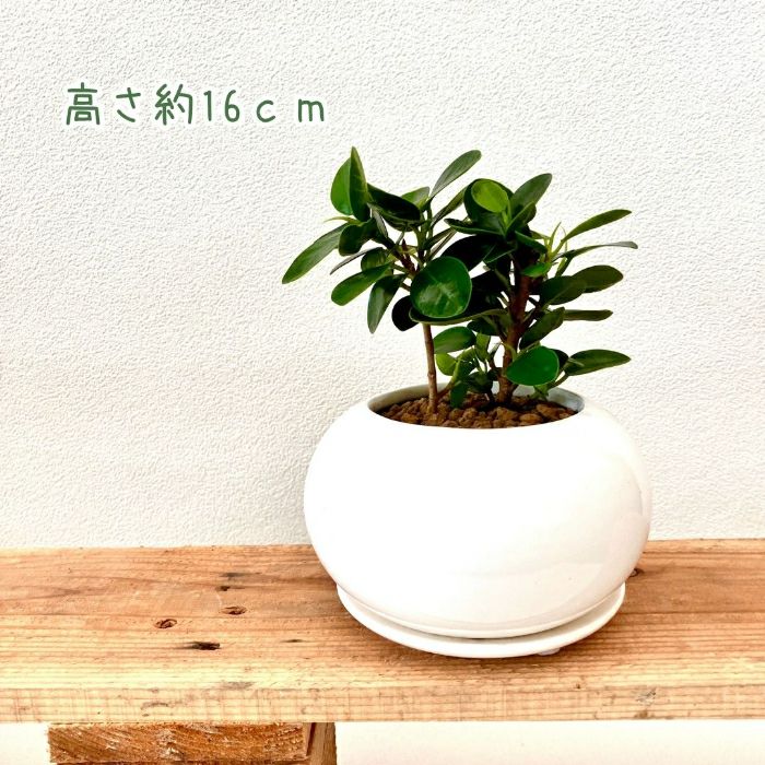 観葉植物現品販売
