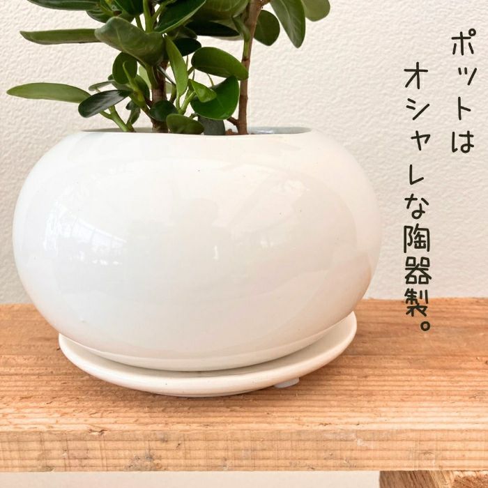 観葉植物現品販売