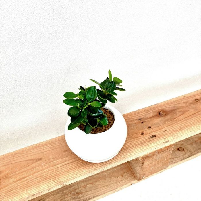 観葉植物現品販売