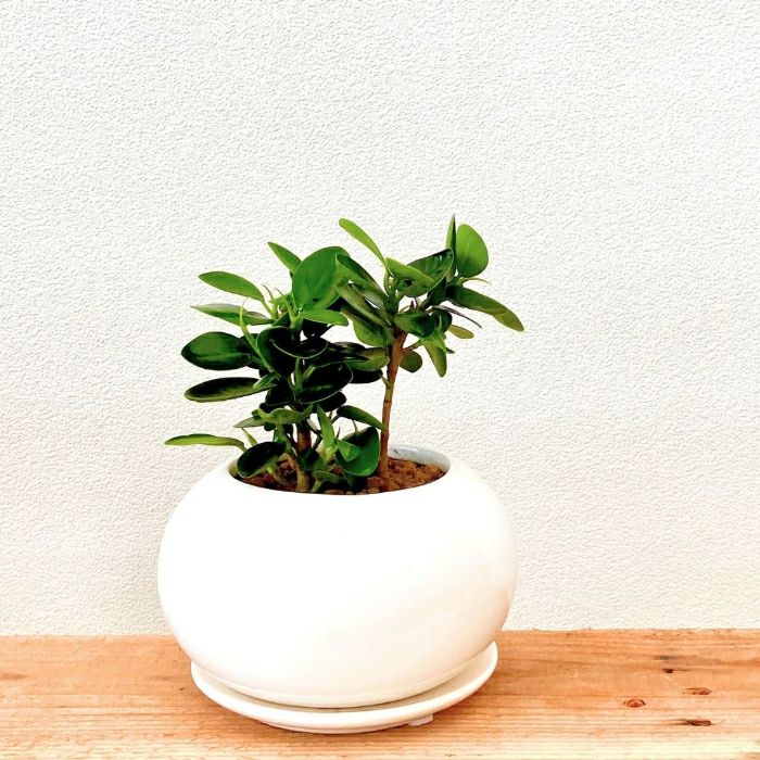 観葉植物現品販売