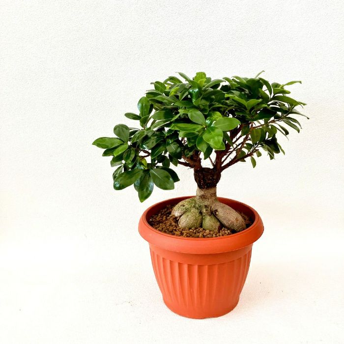 観葉植物現品販売