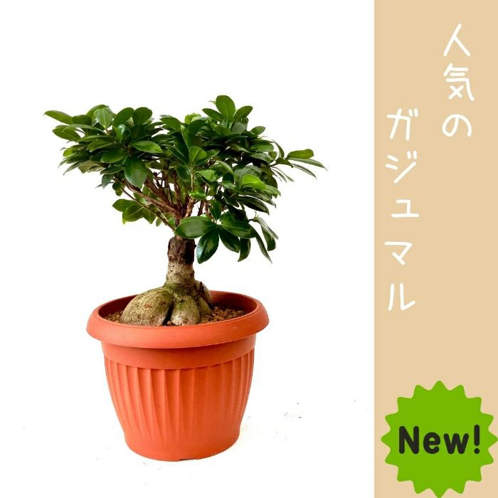 観葉植物現品販売