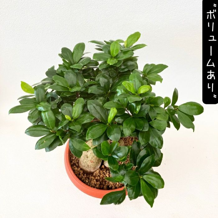 観葉植物現品販売