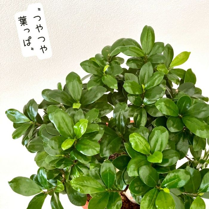 観葉植物現品販売