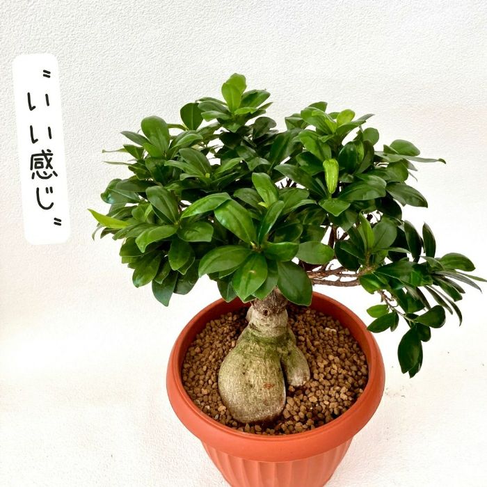 観葉植物現品販売