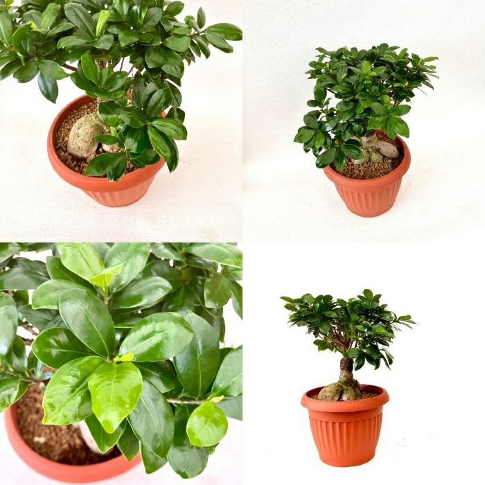 観葉植物現品販売