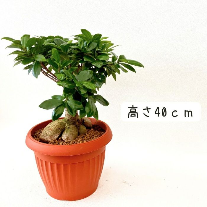 観葉植物現品販売