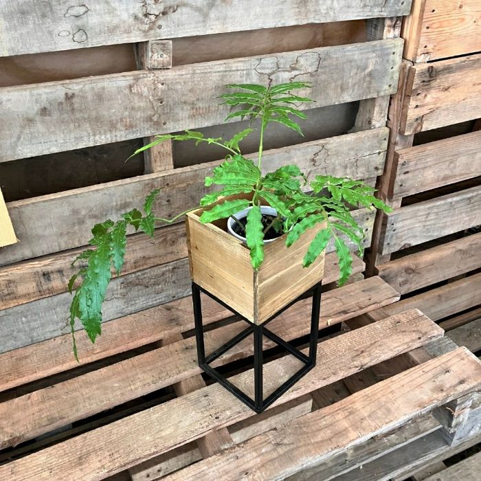 観葉植物現品販売