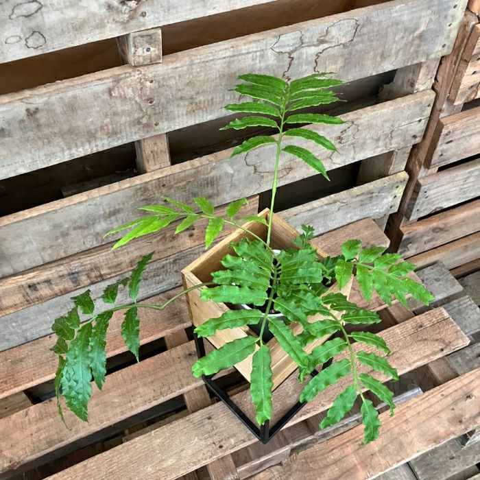 観葉植物現品販売