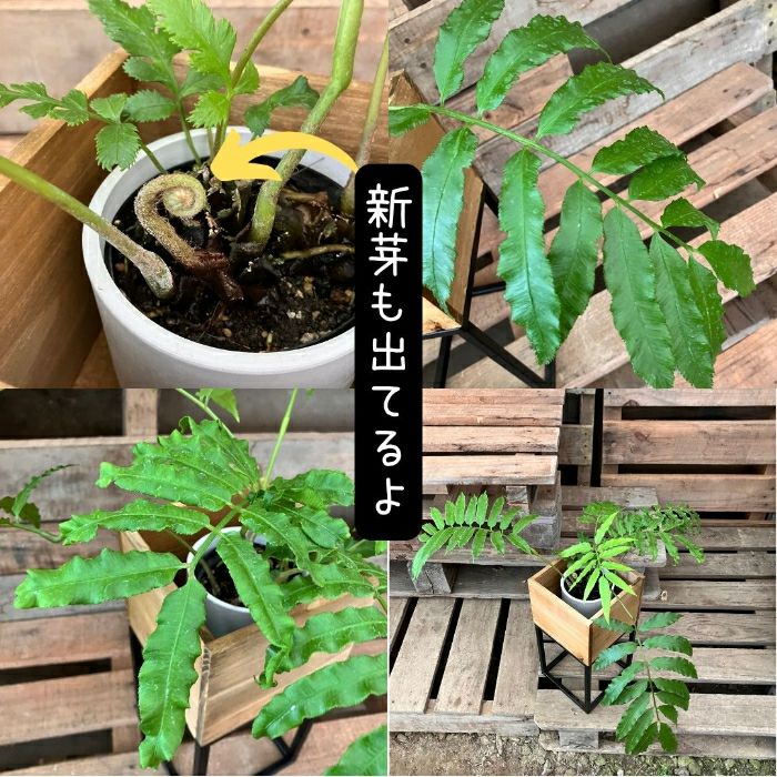 観葉植物現品販売