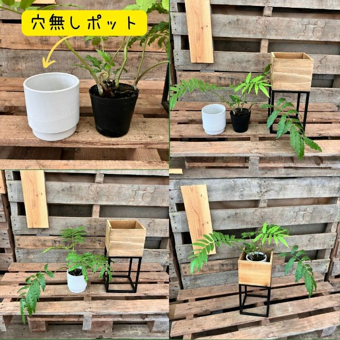 観葉植物現品販売