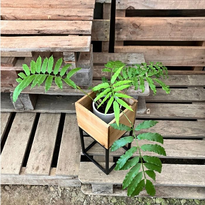 観葉植物現品販売