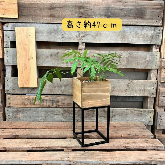 観葉植物現品販売
