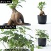 選べる ミニ 観葉植物 + ミニ観葉植物用育成ライト